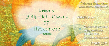 37.Heckenrose (Sonne)